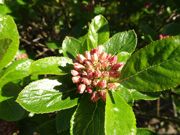 Рябина приземистая - Sorbus chamaemespilus