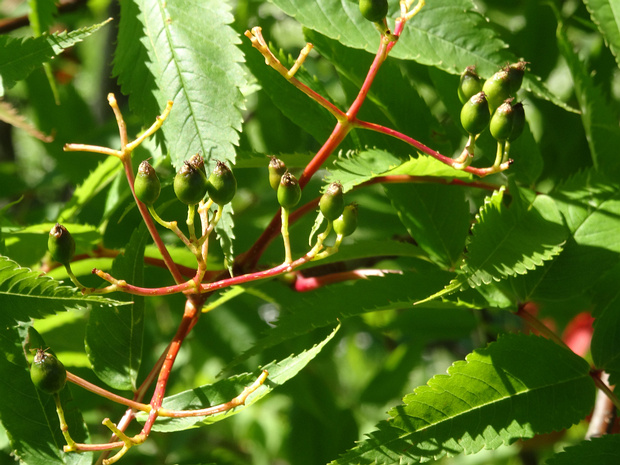 Рябина смешанная - Sorbus commixta