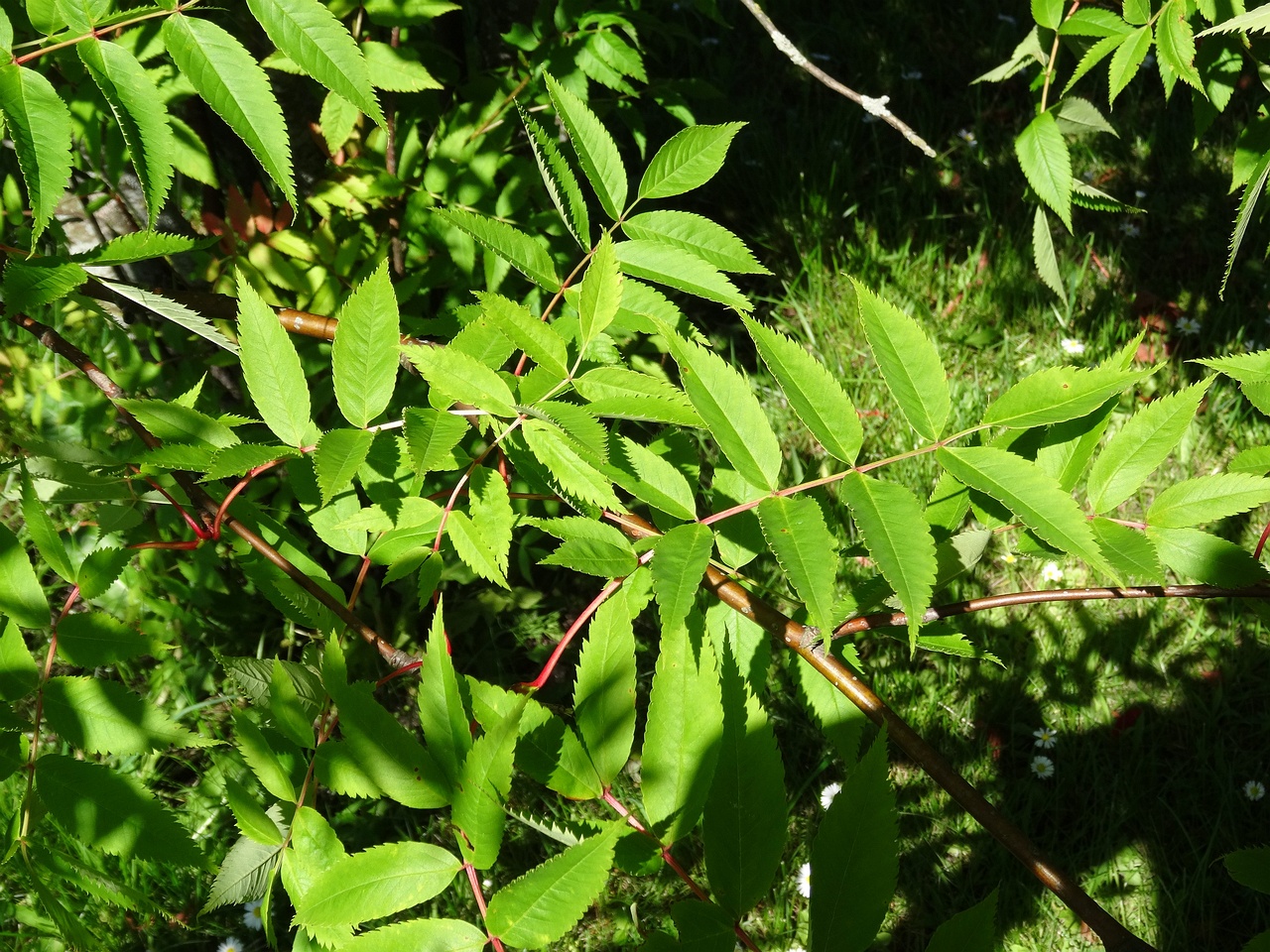 DSC04350