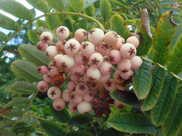 Рябина урсина - Sorbus ursina
