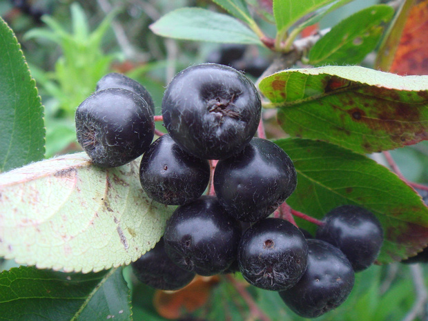 Рябина черноплодная - Aronia melanocarpa