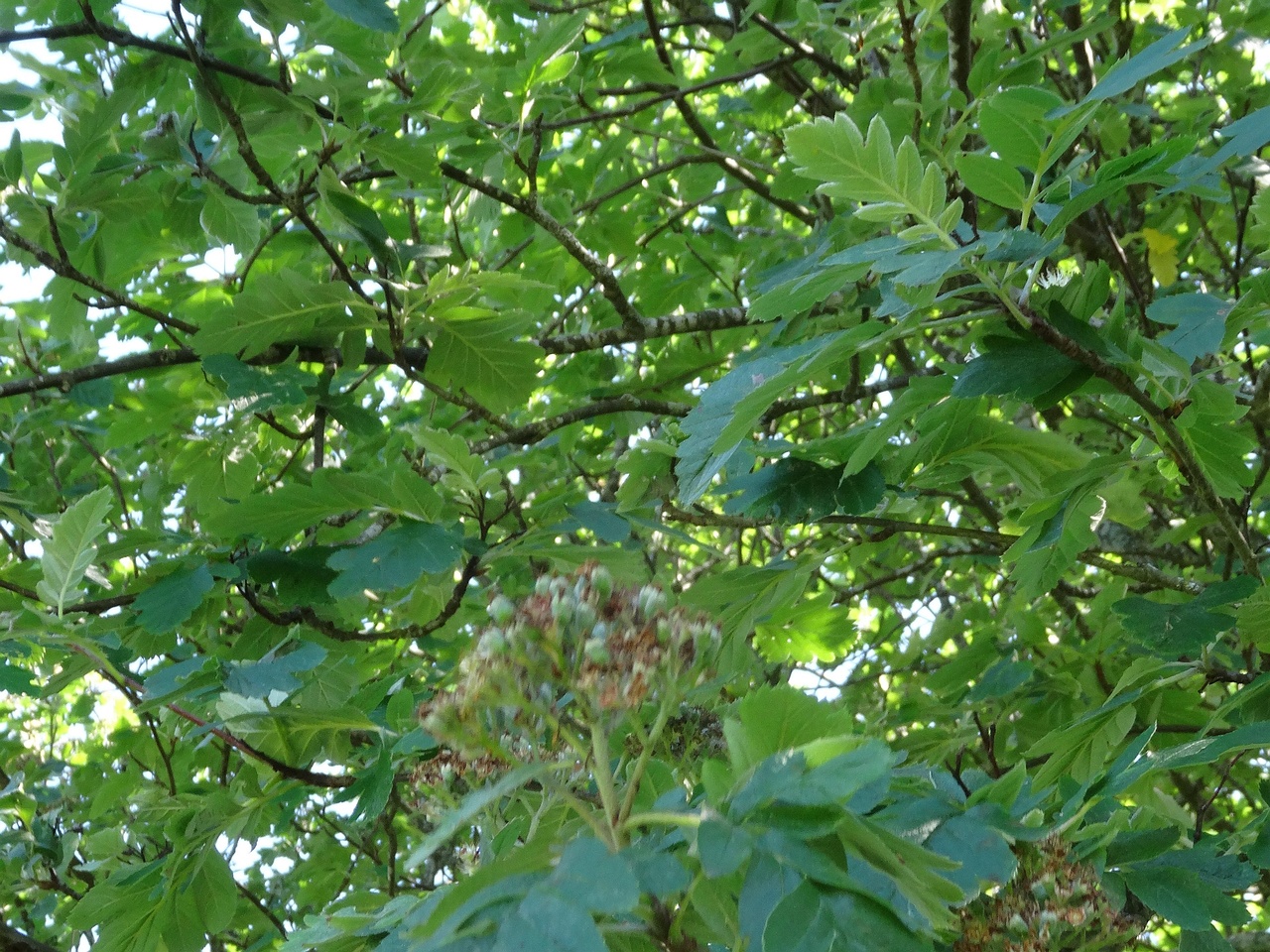 DSC04303