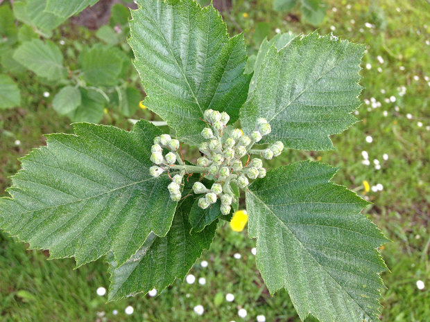 Рябина x широколистная - Sorbus x latifolia