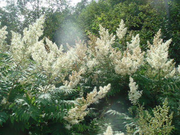 Рябинник рябинолистный - Sorbaria sorbifolia