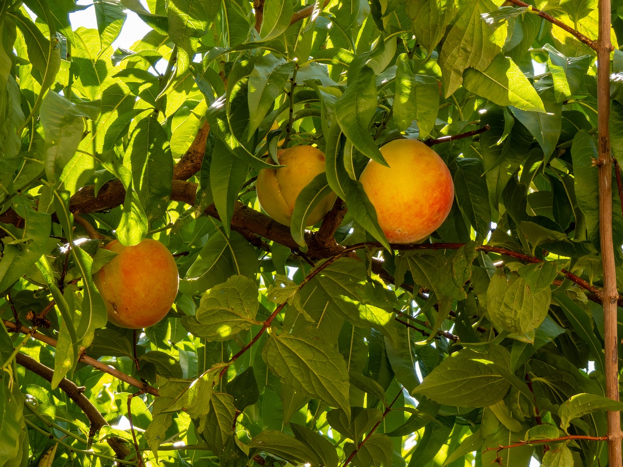 Prunus persica _2025-08-22_1-1