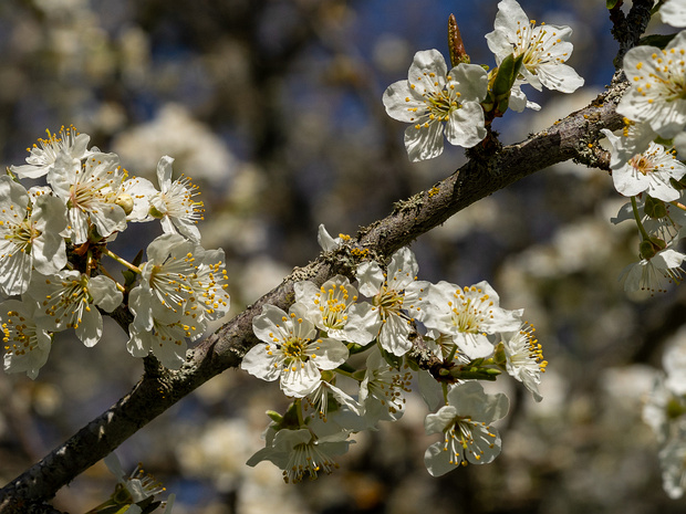 Слива вишненосная - Prunus cerasifera