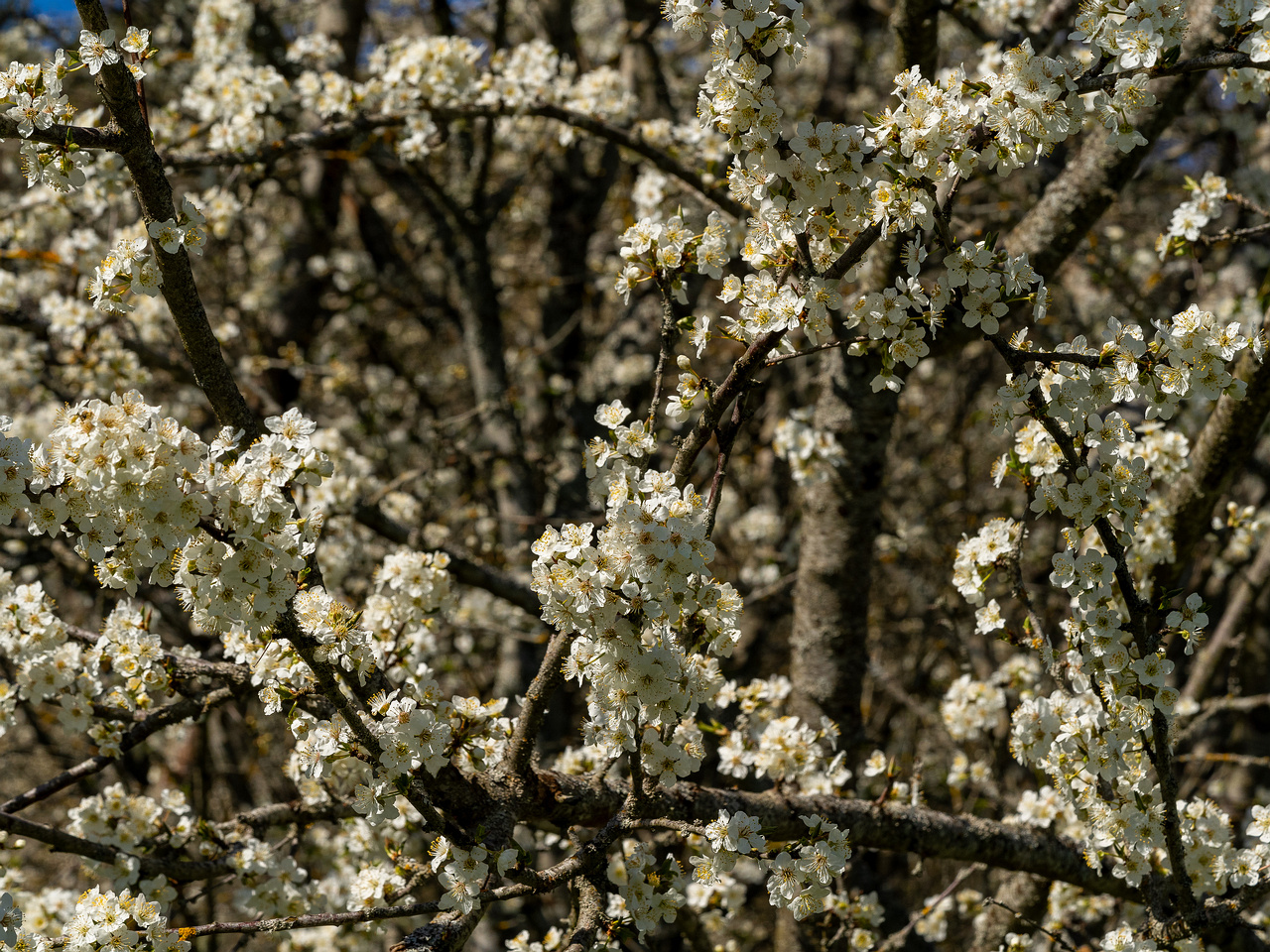 prunus-cerasifera_2025-04-26_1-2