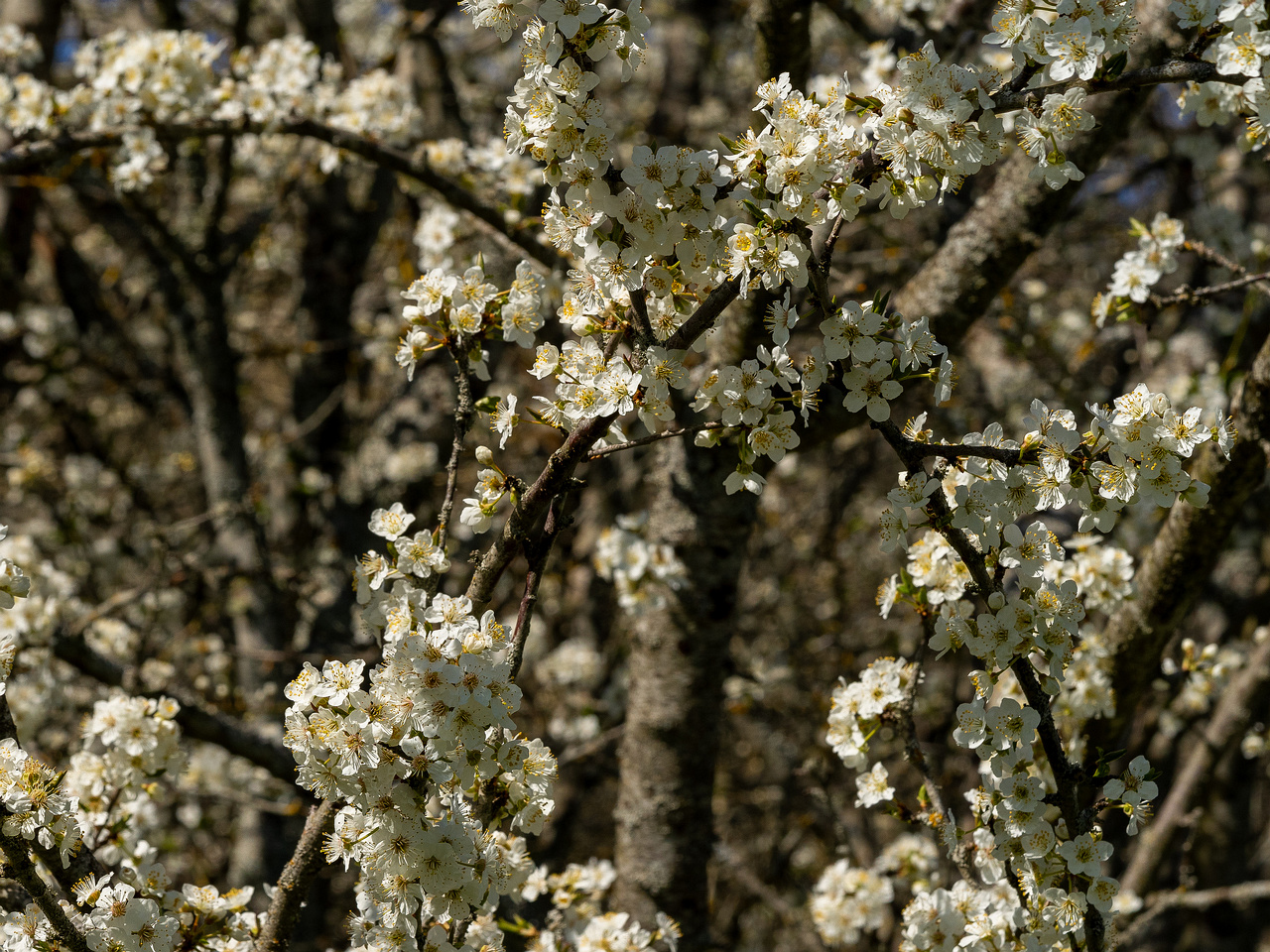 prunus-cerasifera_2025-04-26_1-3
