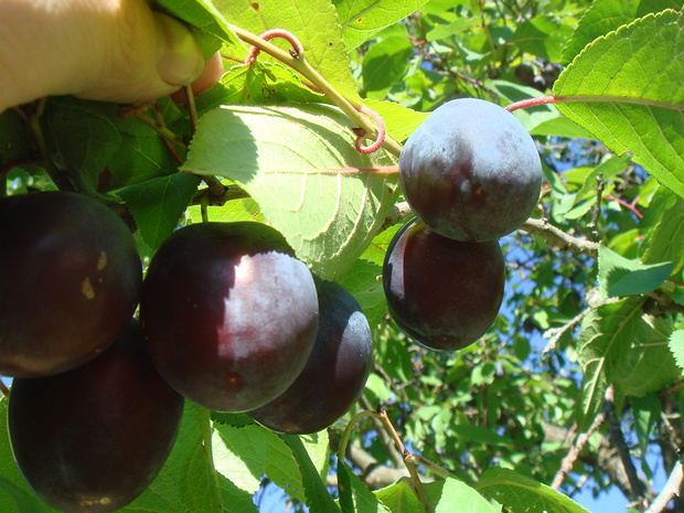 Слива домашняя - Prunus domestica