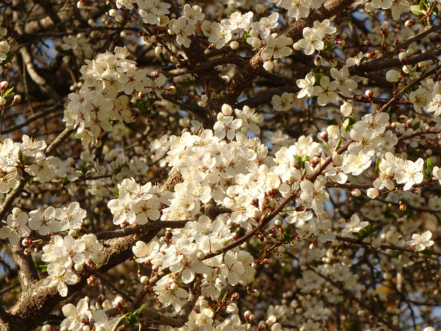 Слива колючая - Prunus spinosa