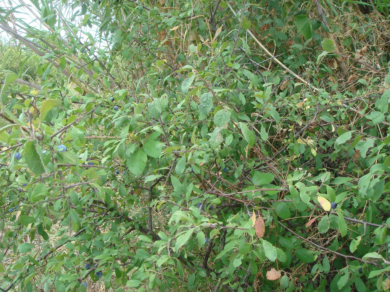 DSC03015