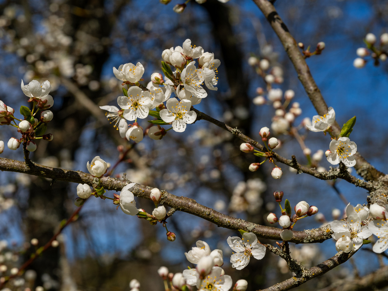 prunus-divaricata_2025-04-26_1-1