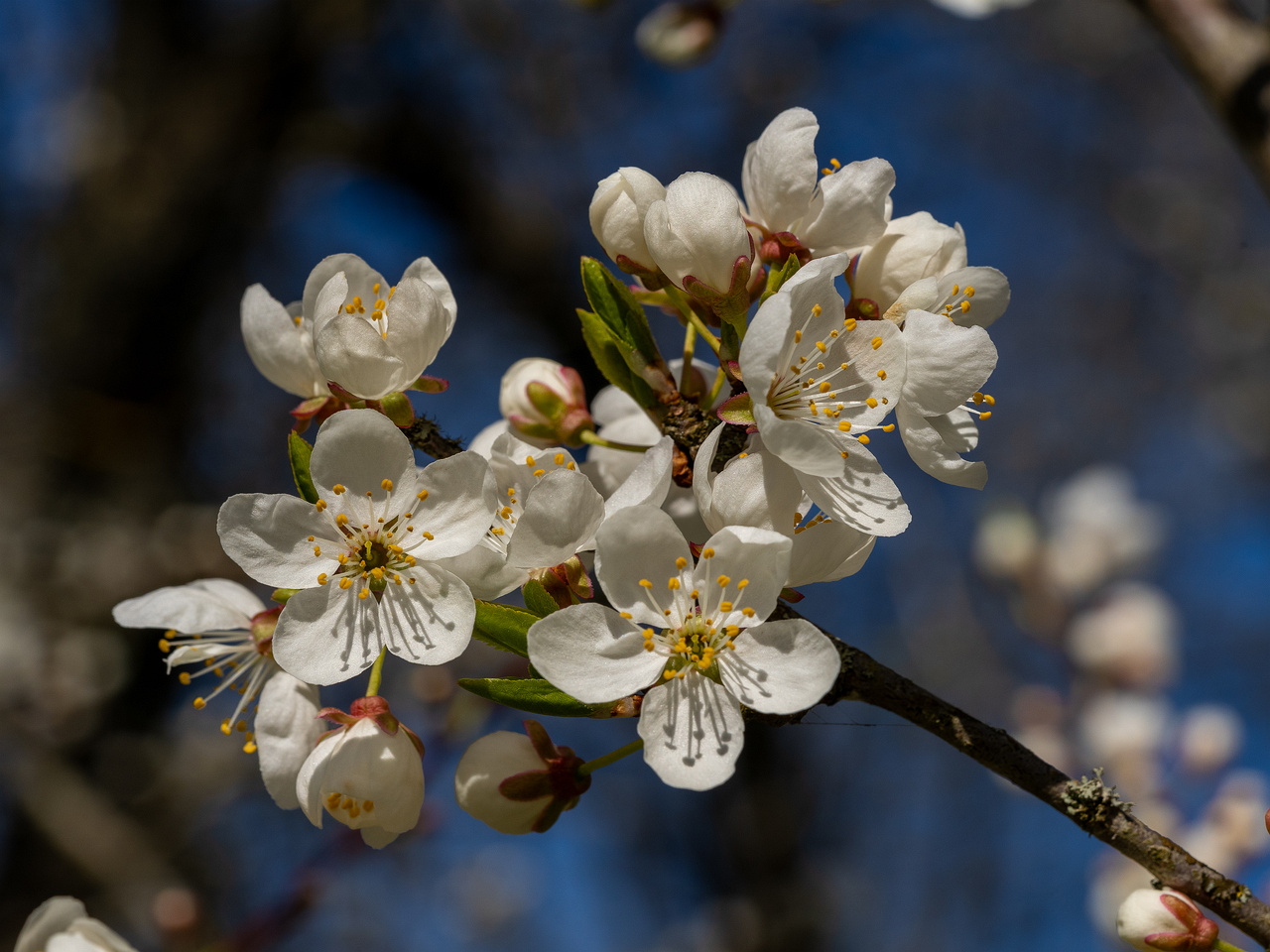 prunus-divaricata_2025-04-26_1-3