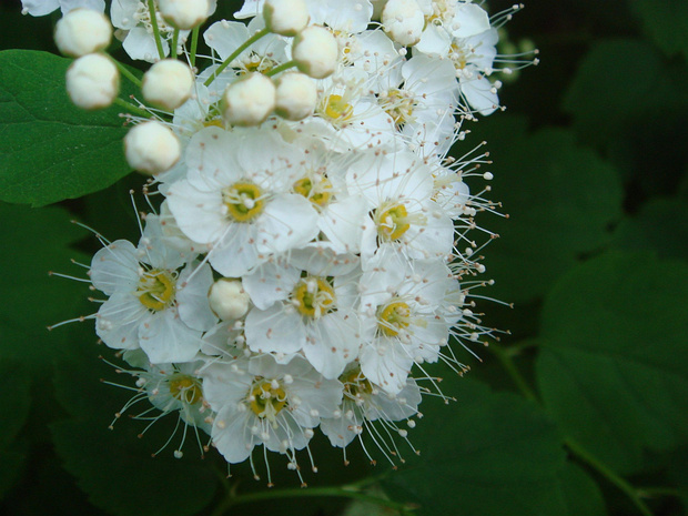 Спирея дубровколистная - Spiraea chamaedrifolia
