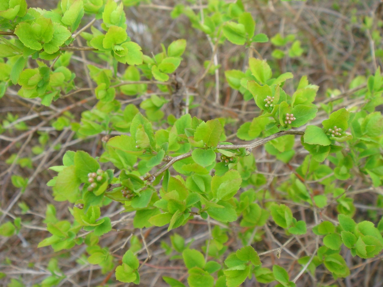DSC00102
