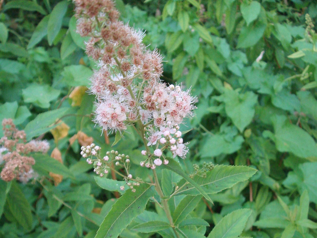 Спирея иволистная - Spiraea salicifolia