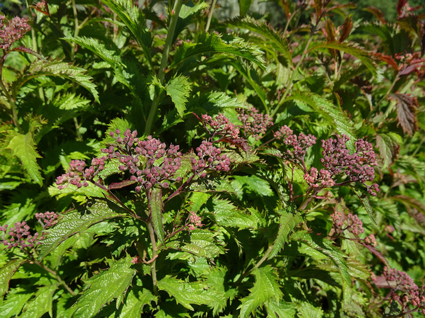 Спирея японская 'Курчавая' - Spiraea japonica 'Crispa'