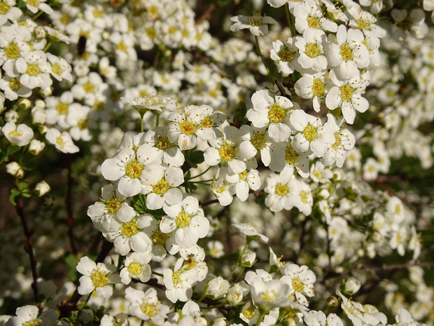 Спирея x острозазубренная - Spiraea x arguta