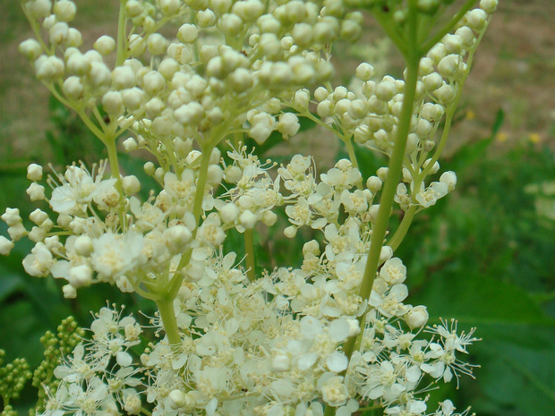 Таволга вязолистная - Filipendula ulmaria