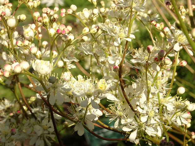Таволга обыкновенная - Filipendula vulgaris