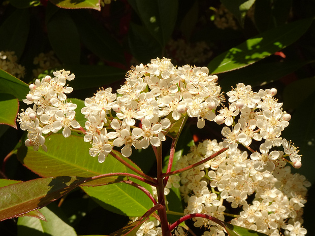 Фотиния x мелкопильчатая - Photinia x serrulata