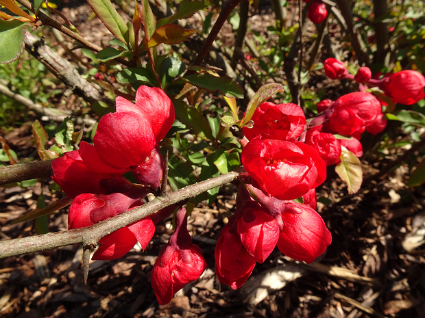 Хеномелес прекрасный - Chaenomeles speciosa