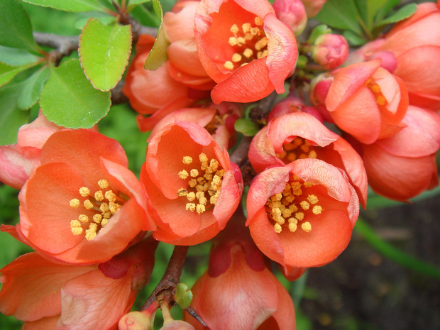 Хеномелес японский - Chaenomeles japonica