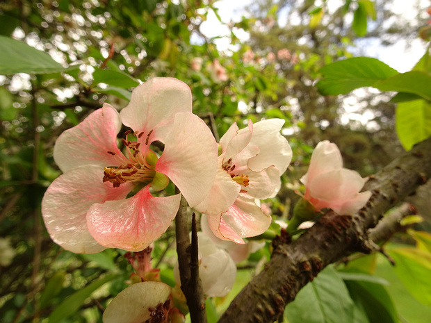 Хеномелес x Вильморена 'Ведрараская' - Chaenomeles х vilmoriniana 'Vedrariensis'