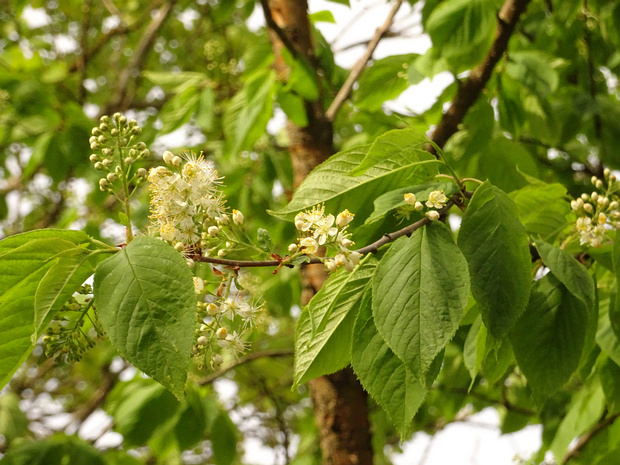 Черёмуха Маака - Prunus maackii