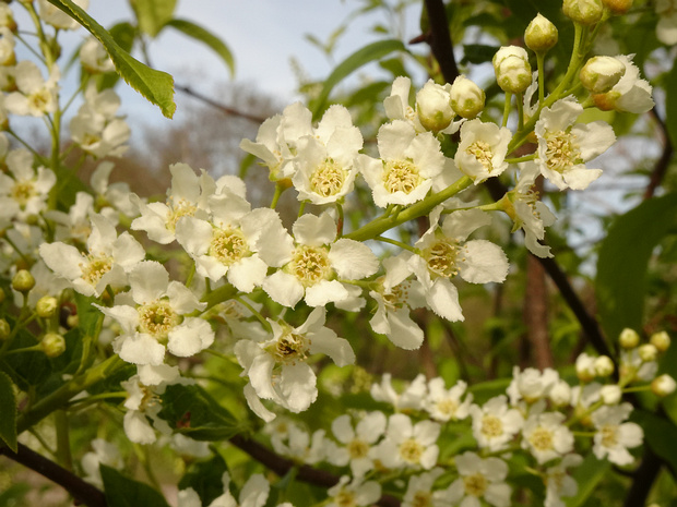 Черемуха обыкновенная - Prunus padus