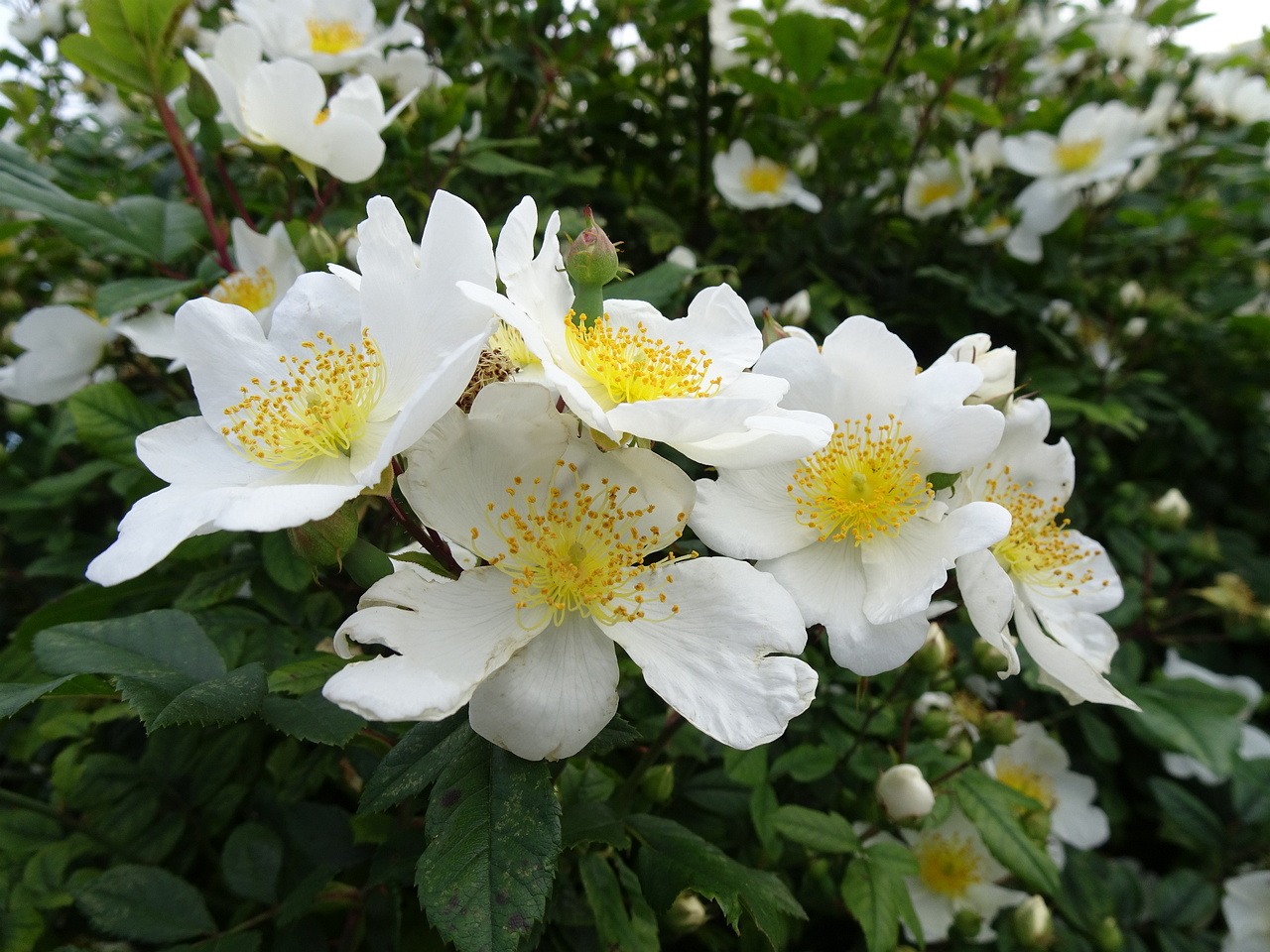 0DSC09075