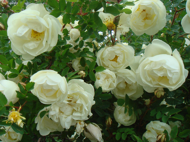Шиповник бедренцелистный - Rosa pimpinellifolia