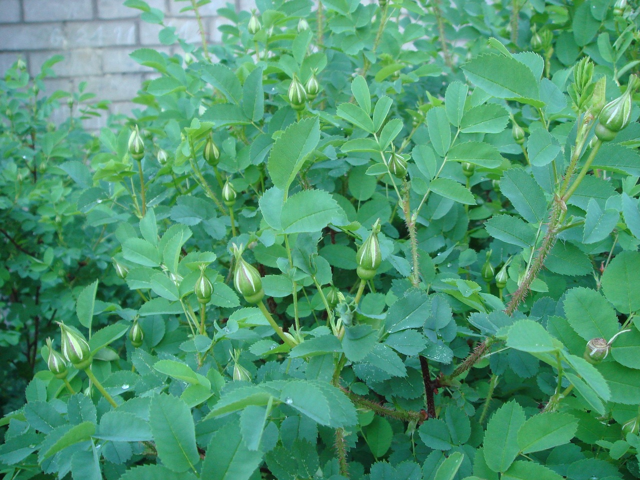 DSC00914