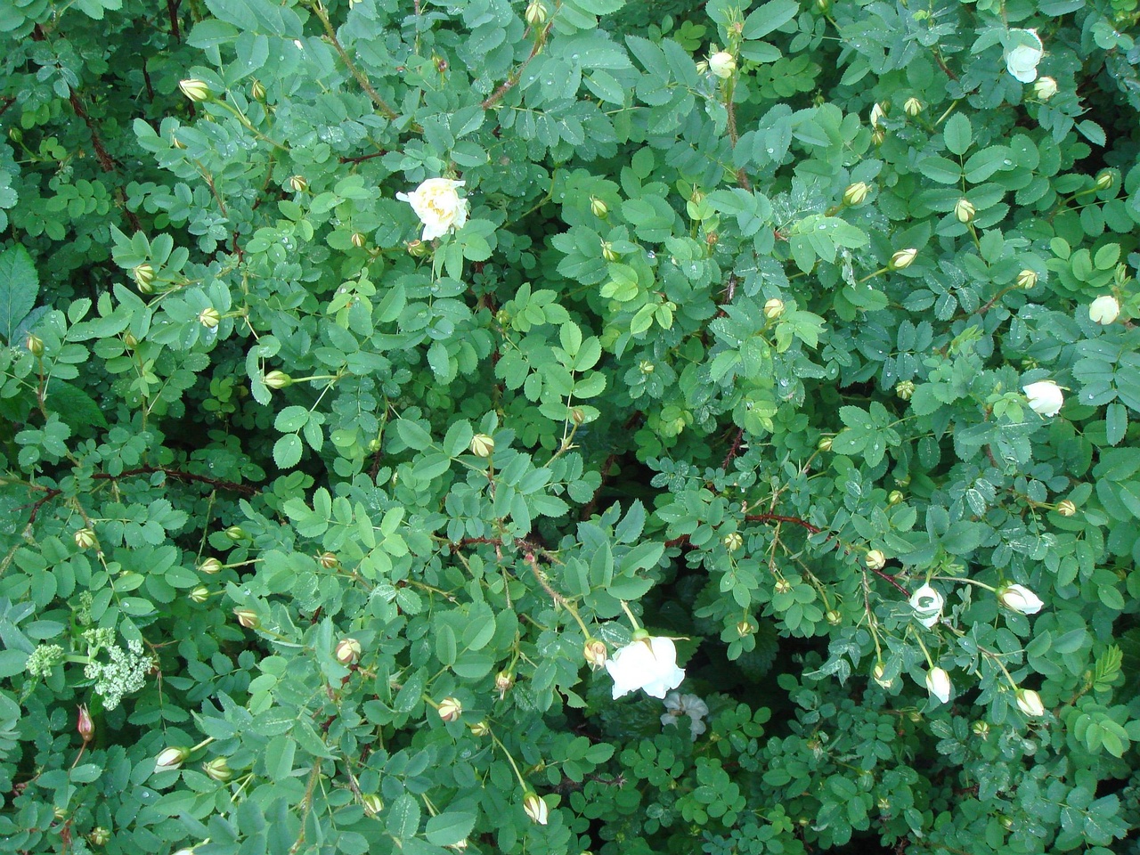 DSC01346