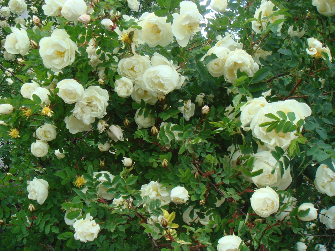DSC01568