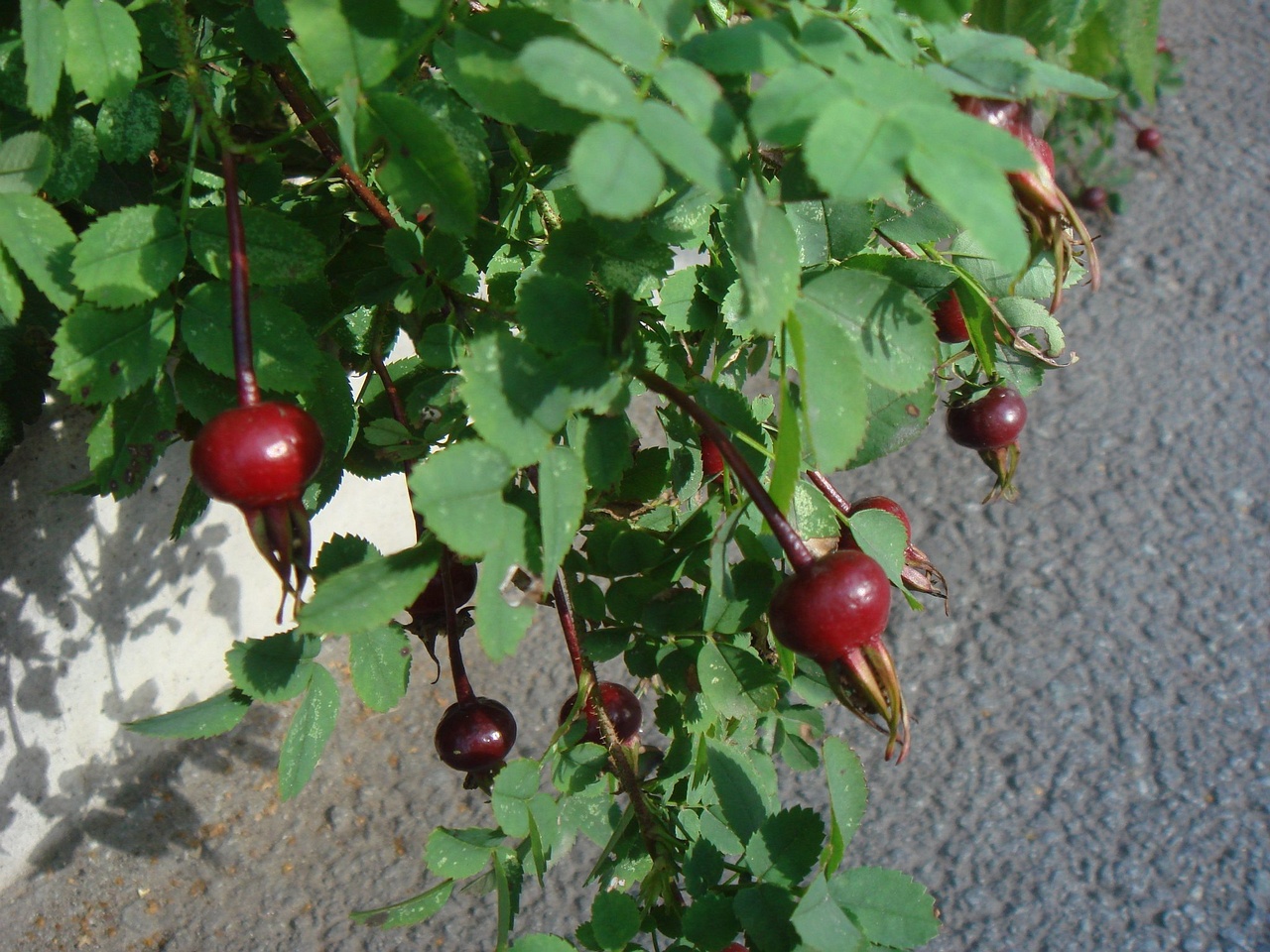DSC03439