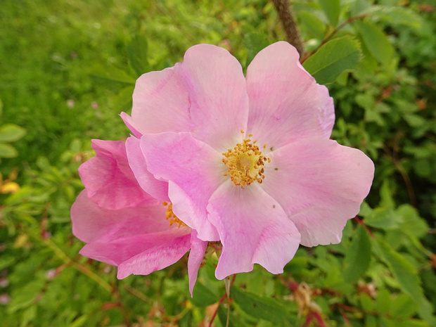 Шиповник виргинский - Rosa virginiana