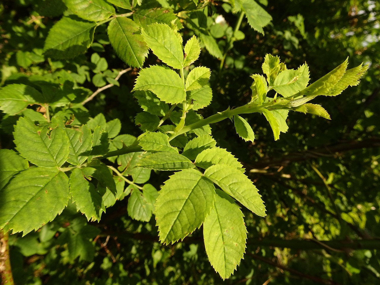 DSC09347