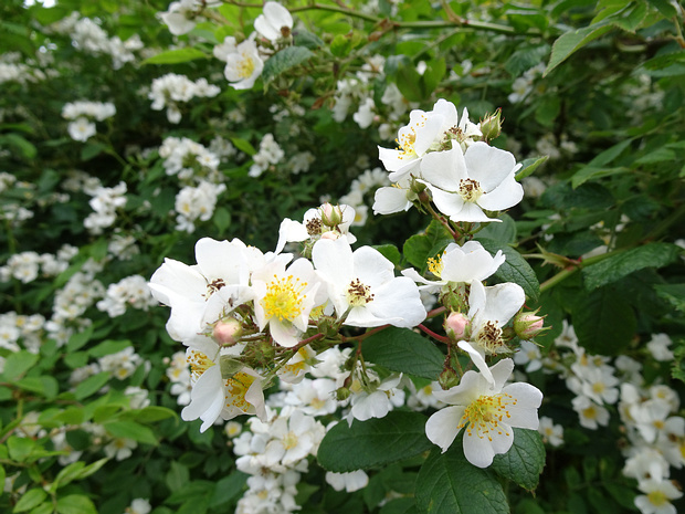 Шиповник многоцветковый - Rosa multiflora