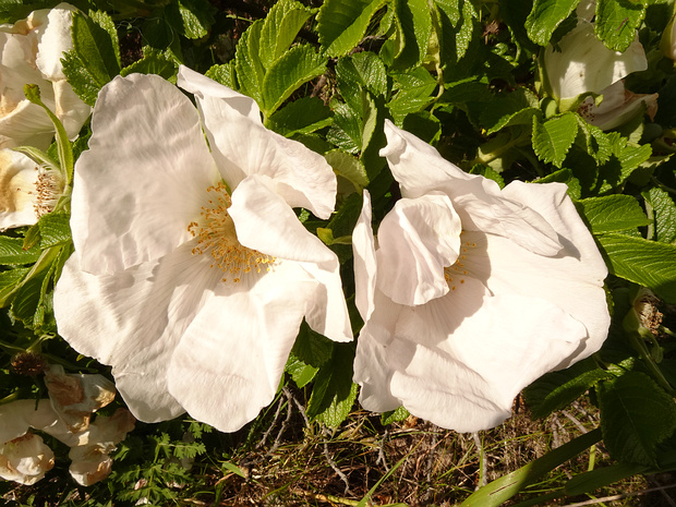 Шиповник морщинистый белая форма - Rosa rugosa f. alba