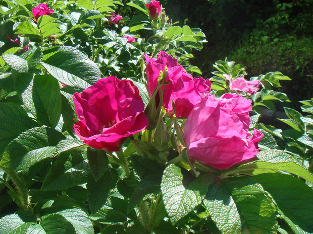 Шиповник морщинистый - Rosa rugosa