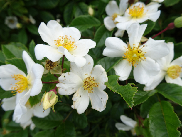 Шиповник полевой - Rosa arvensis