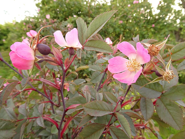 Шиповник сизый - Rosa glauca