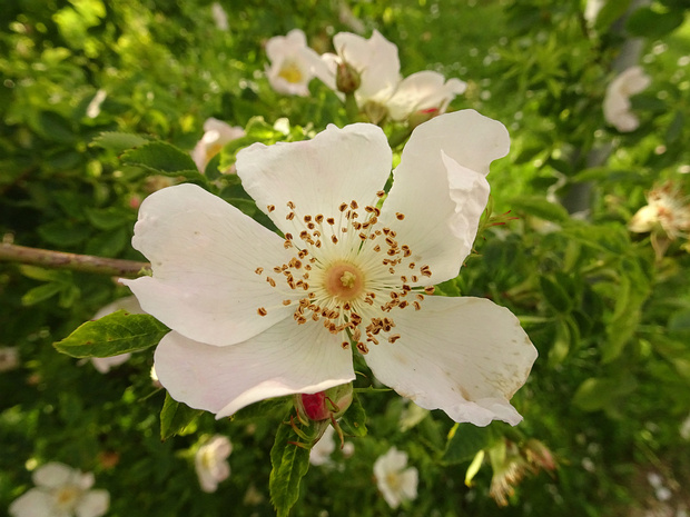 Шиповник собачий 'Беззащитный' - Rosa canina 'Inermis'