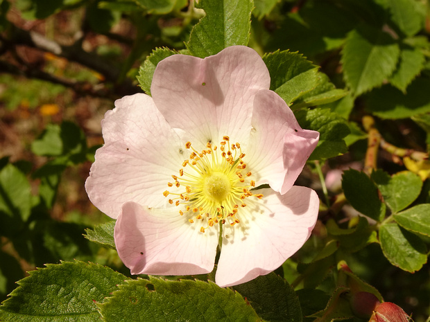 Шиповник собачий - Rosa canina
