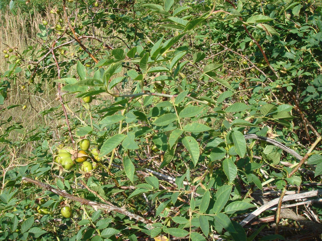 DSC04383