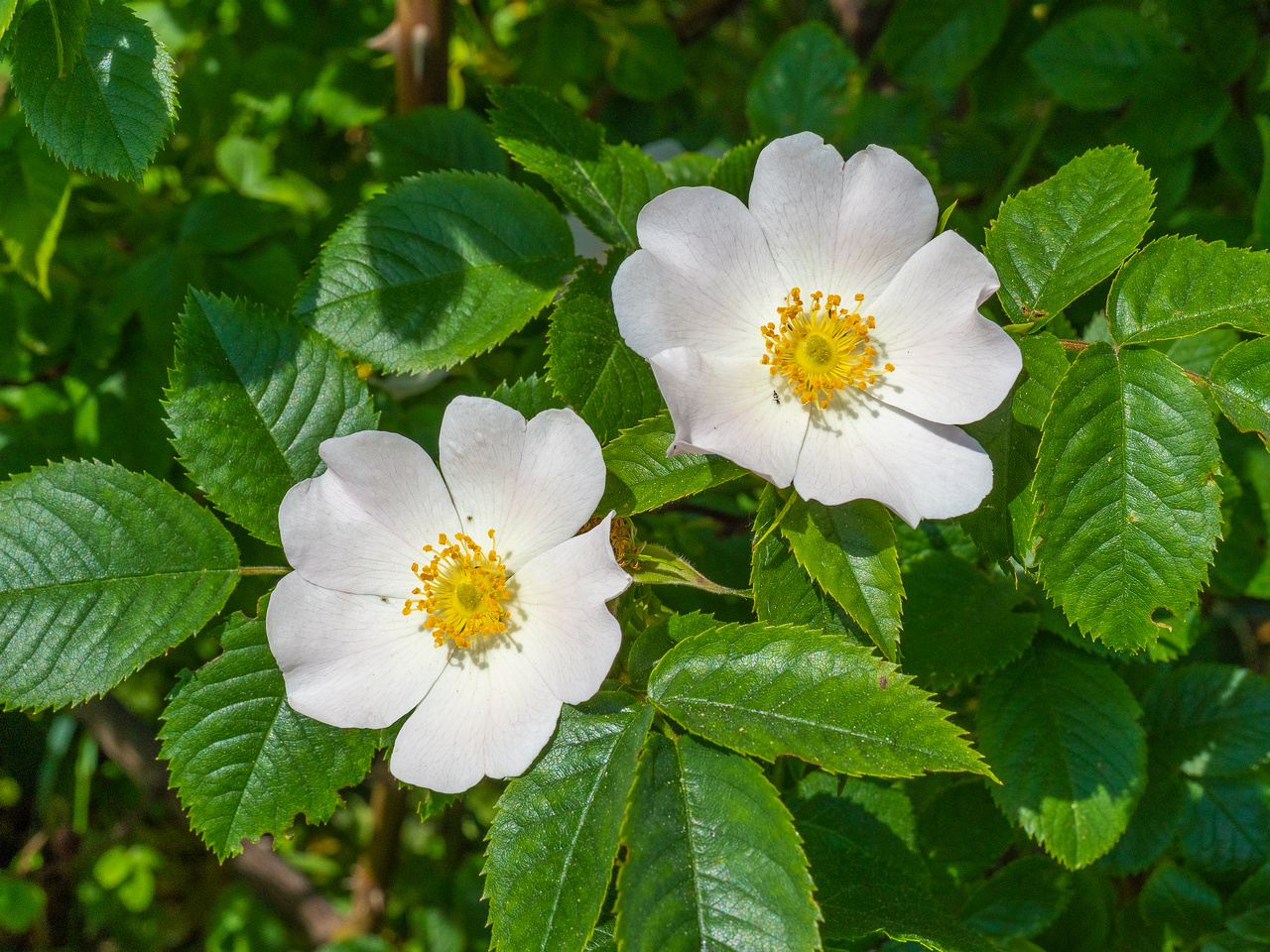 _paekalda_nea_narva_mnt-304211