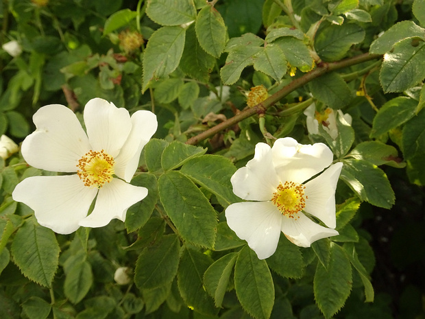 Шиповник щитконосный - Rosa corymbifera