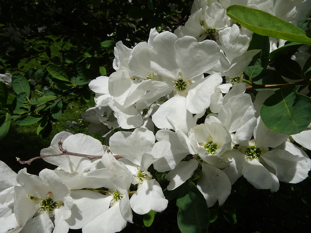 Экзохорда x крупноколючковая - Exochorda x macrantha