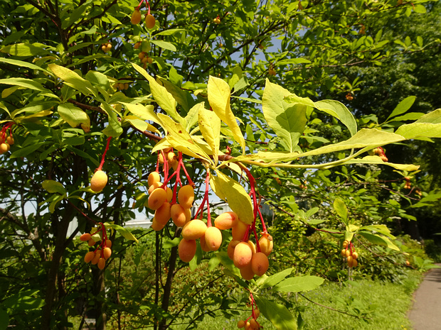 Эмлерия вишнеподобная - Oemleria cerasiformis